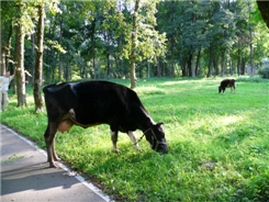 В городском парке Новогрудка. У нас выгуливают собачек, а тут коров :-)
