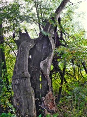 Древнее дерево в Кузьминском